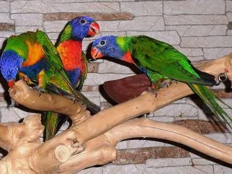 papagali pentru animale de companie