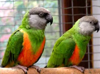 papagali pentru animale de companie