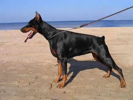 Doberman, Enciclopedia animalelor