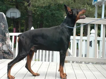 Doberman, Enciclopedia animalelor