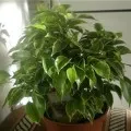 Dracaena грижи marginata у дома, фото и видео