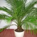 Dracaena грижи marginata у дома, фото и видео