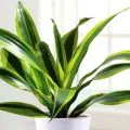 Dracaena marginata otthoni gondozást, fotó és videó