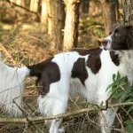 Drentskaya kuropatochnaya câine vânător pasăre fără zgomot