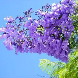 отглеждане Violet Jacaranda дърво в домашни условия