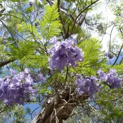 отглеждане Violet Jacaranda дърво в домашни условия