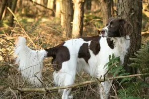 Drentskaya kuropatochnaya câine vânător pasăre fără zgomot