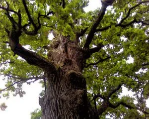 Oak - faptele istoriei - un om și un copac