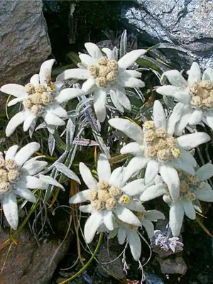 Edelweiss alpesi leírása és termesztése virág topfazenda