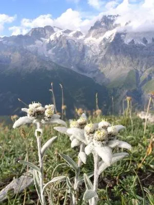 Edelweiss - zonele muntoase de flori