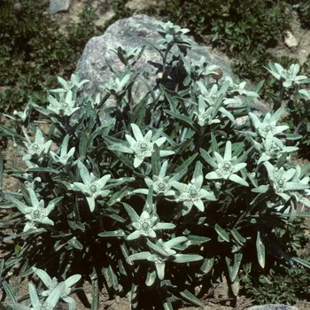 Еделвайс описание алпийски и отглеждане на цветя topfazenda