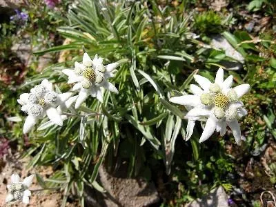 Edelweiss - zonele muntoase de flori