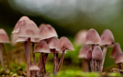 Douăzeci de fapte mai interesante despre ciuperci