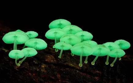 Douăzeci de fapte mai interesante despre ciuperci