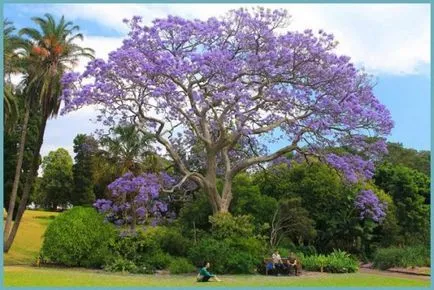 отглеждане Violet Jacaranda дърво в домашни условия