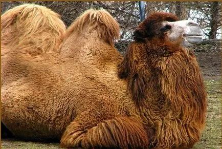 Bactrian Camel - hajó a sivatagban