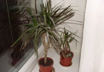 Dracaena грижи marginata у дома, фото и видео