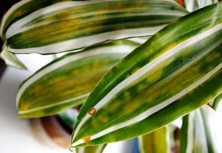 Dracaena marginata otthoni gondozást, fotó és videó