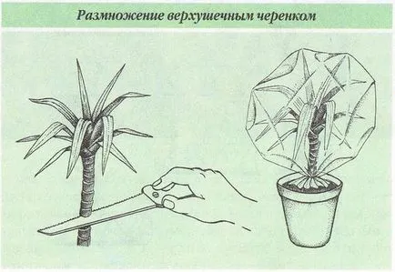 Dracaena грижи marginata у дома, фото и видео