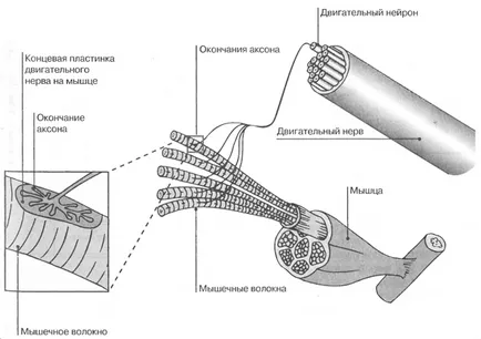 Моторни нерви и контрол на мускулите