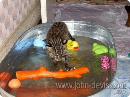 Джон Devis - риболов котка, любимите ми печати