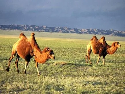 Bactrian Camel - hajó a sivatagban