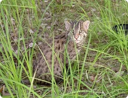 Джон Devis - риболов Cat - shkaff