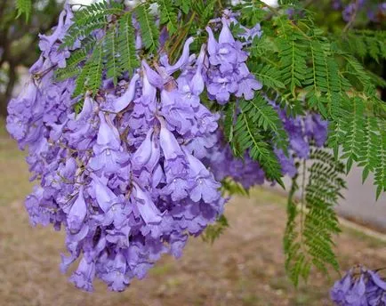 отглеждане Violet Jacaranda дърво в домашни условия