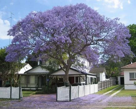 отглеждане Violet Jacaranda дърво в домашни условия