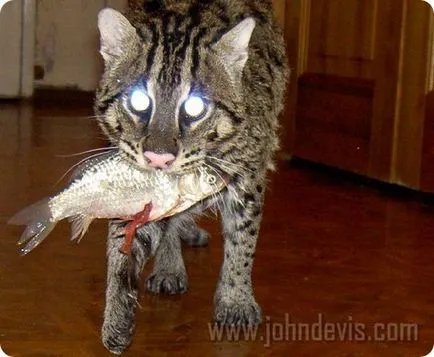 Джон Devis - риболов котка, любимите ми печати