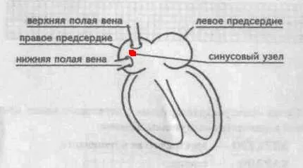 Електрокардиограма - ЕКГ източници зъби, интервали и сегменти на ЕКГ