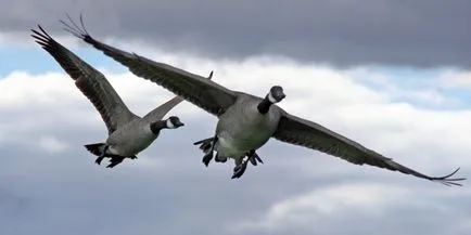 În cazul în care întâlnirea de aeronave cu păsările în aer, care va fi cu căptușeala, și ceea ce probabilitatea sa