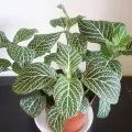 Ficus Али грижа в дома и отглеждане, фото и видео