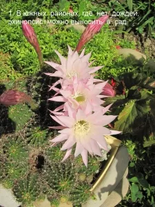 Echinopsis - бодлива лилия