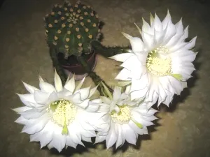 Echinopsis - бодлива лилия