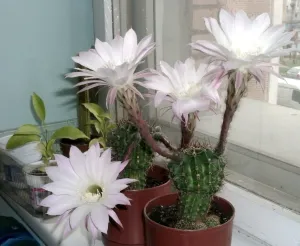 Echinopsis - бодлива лилия