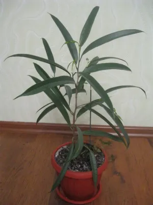 Ficus ali