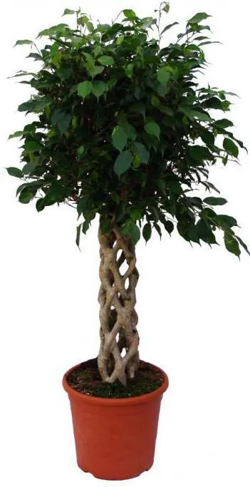 Ficus benjamina tăiere și îngrijire