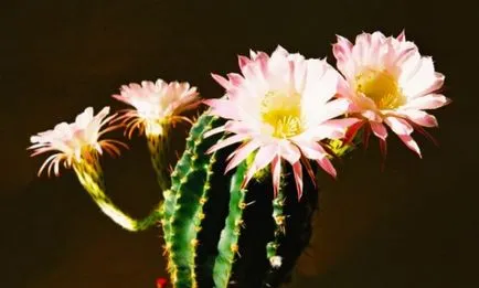 Echinopsis - főleg az otthoni gondozás és tenyésztési