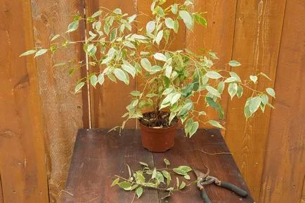 Ficus benjamina tăiere și îngrijire