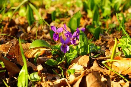 Violet illatos leírás, termesztés, gondozás, 14 fotó egy házat a faluban