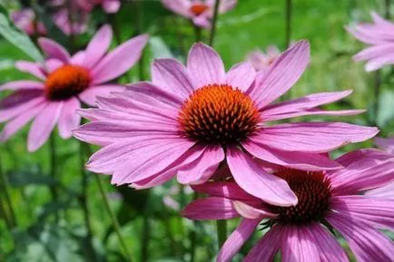 Echinacea, flori de grădină