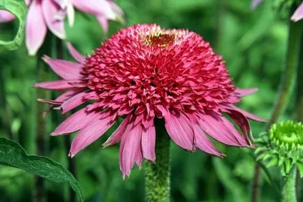 Echinacea, flori de grădină