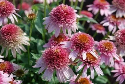 Echinacea, flori de grădină