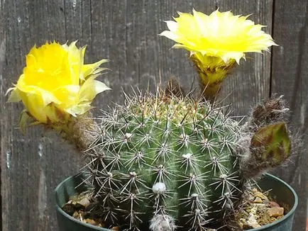 fotografii Echinopsis, vederi și de îngrijire la domiciliu cactus