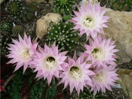 fotografii Echinopsis, vederi și de îngrijire la domiciliu cactus