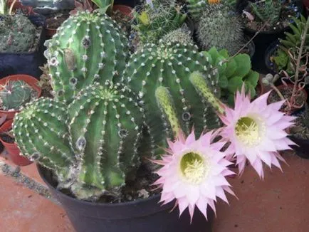 fotografii Echinopsis, vederi și de îngrijire la domiciliu cactus