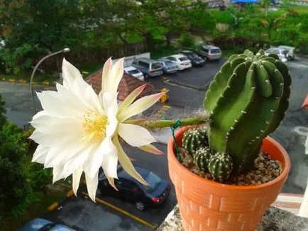 fotografii Echinopsis, vederi și de îngrijire la domiciliu cactus