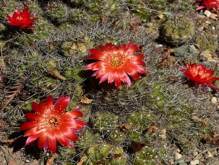 fotografii Echinopsis, vederi și de îngrijire la domiciliu cactus