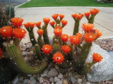 Echinopsis - în special în îngrijire la domiciliu și de reproducere